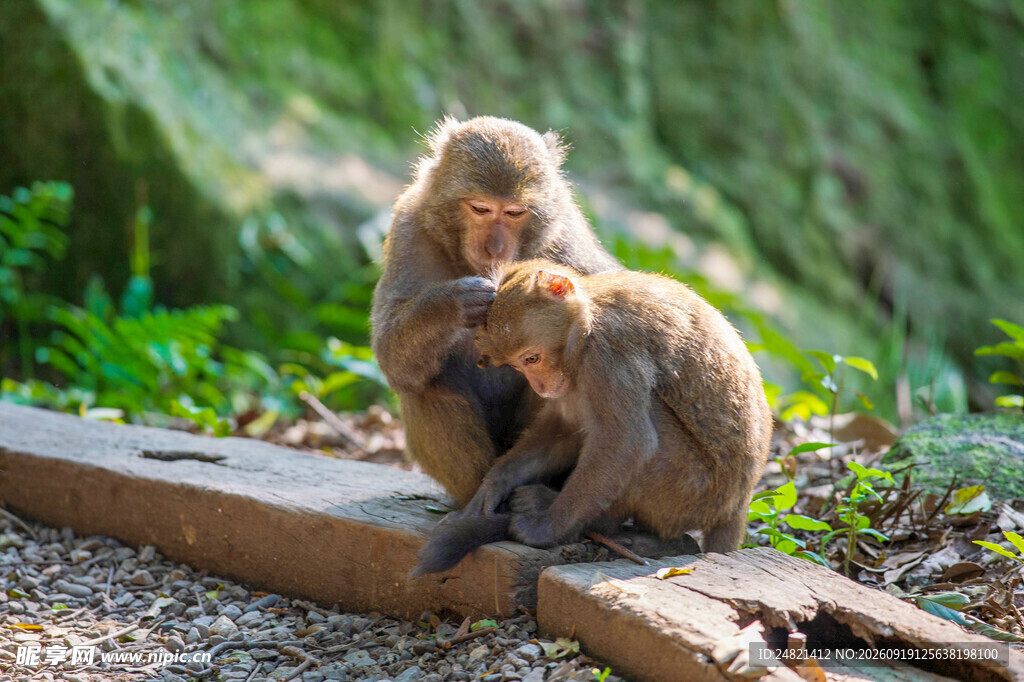 两只猴子亲昵互动场景