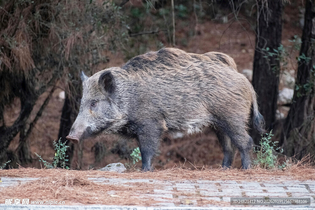 野外觅食的健壮野猪