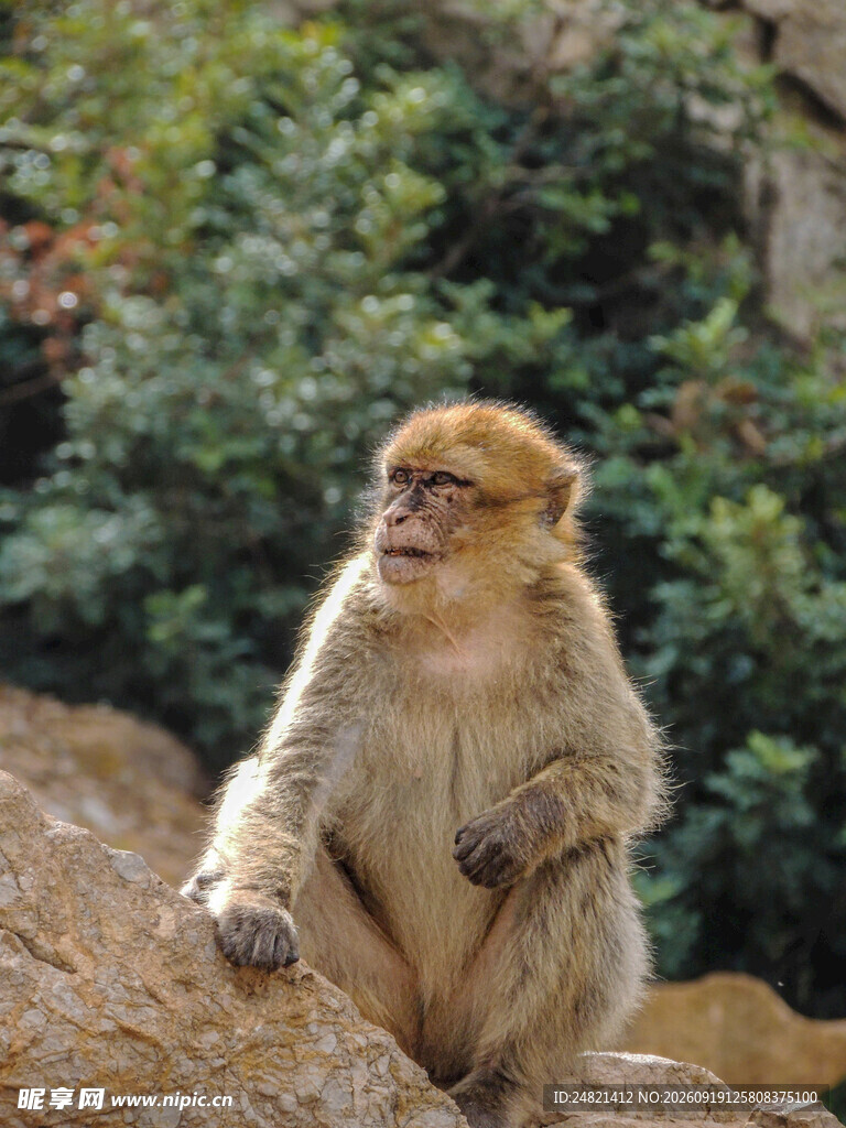 岩石上的猴子