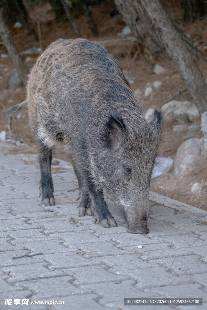 野外觅食的野猪