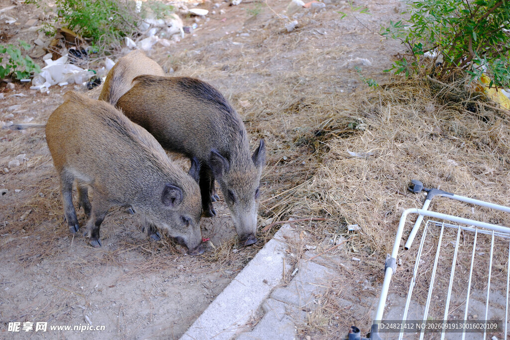 三只野猪觅食场景