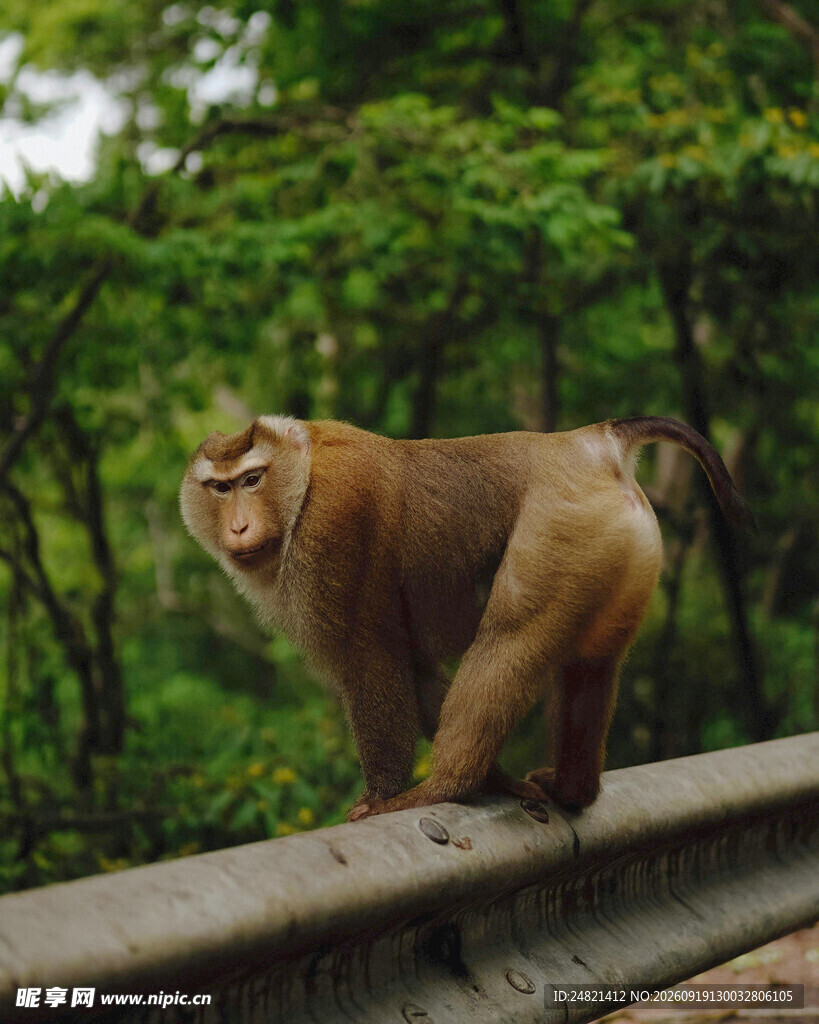护栏上的猴子