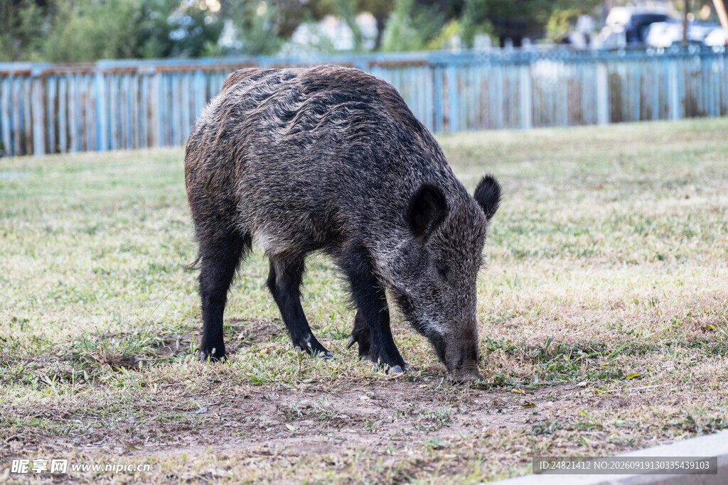 野外觅食的野猪