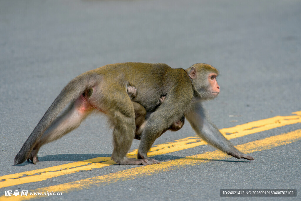 母猴携幼猴穿行马路