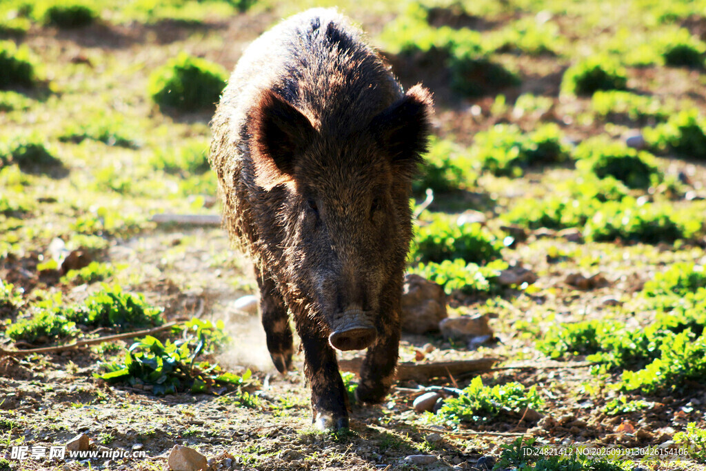 田野中的野猪