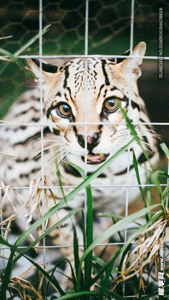 草丛中的斑纹猫