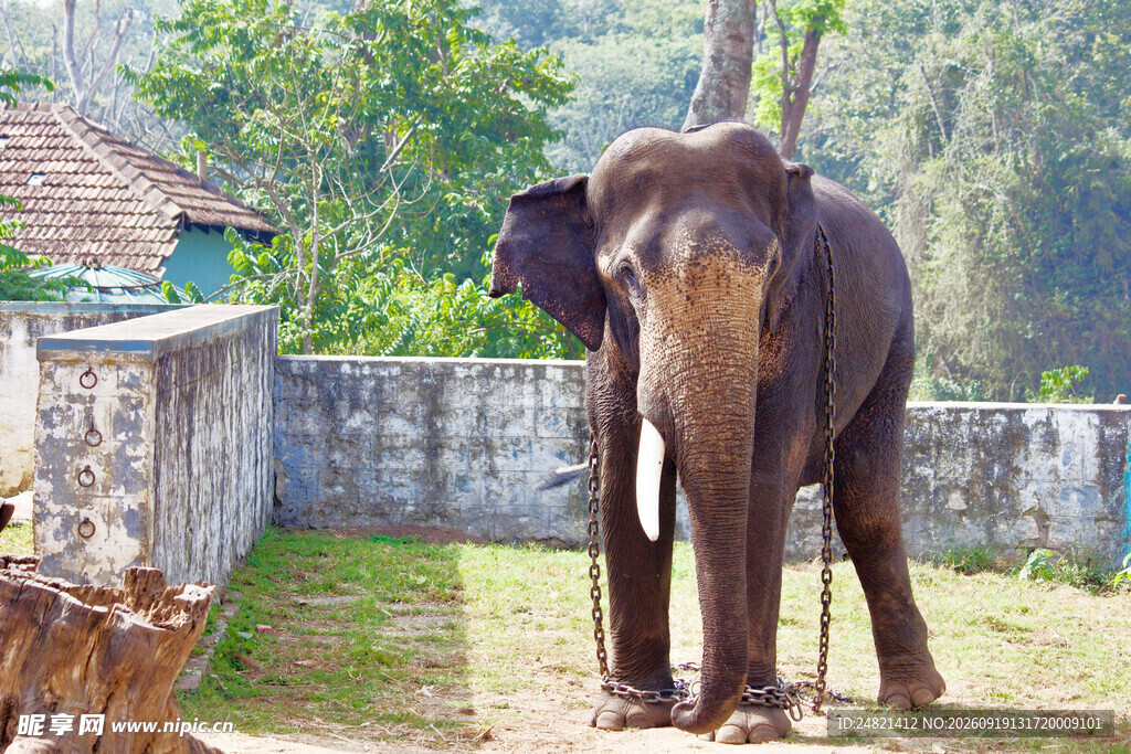 围栏内的大象与几只小狗