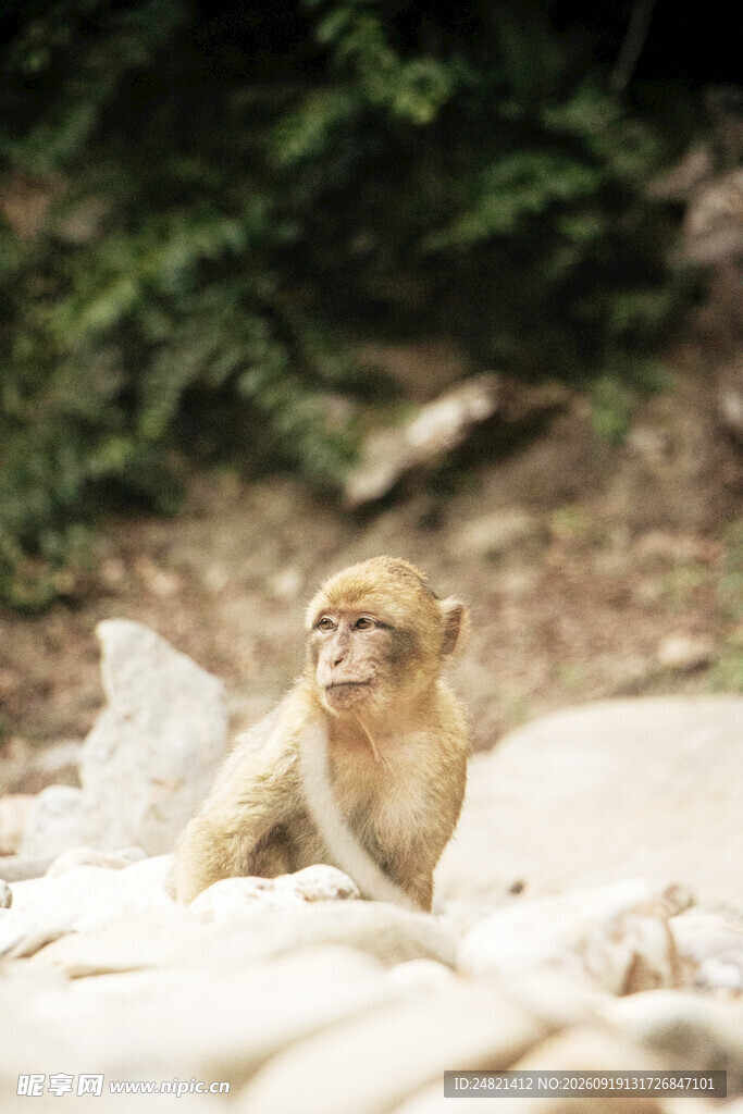 岩石上的可爱小猴子