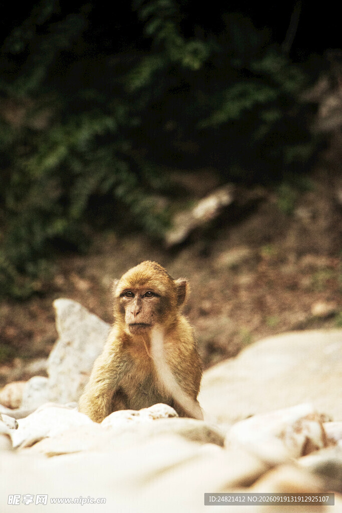 岩石上的可爱小猴子