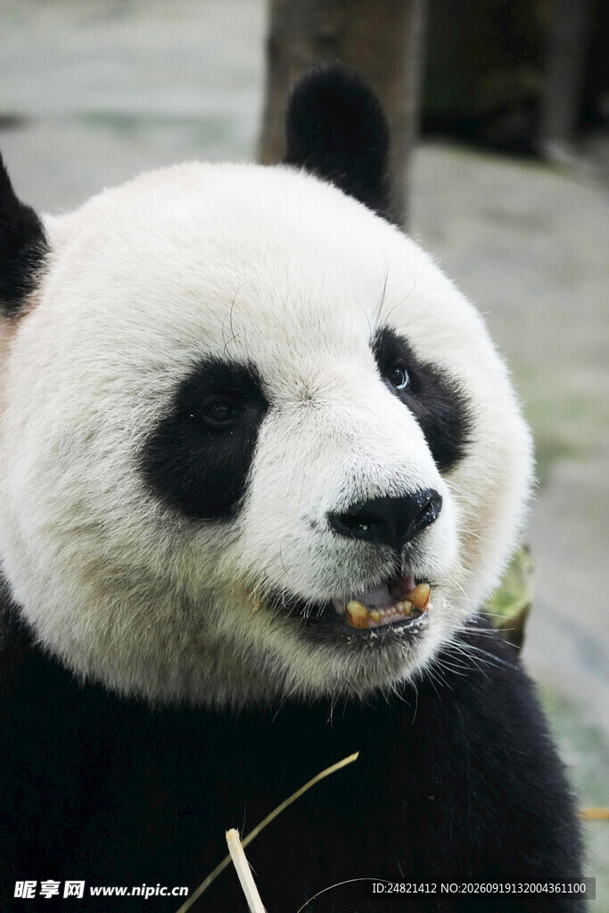 熊猫惬意进食瞬间