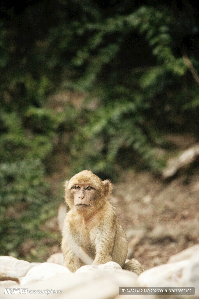 岩石上的猴子
