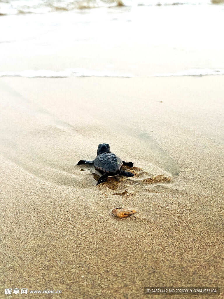 沙滩上的小海龟