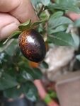老鸦柿