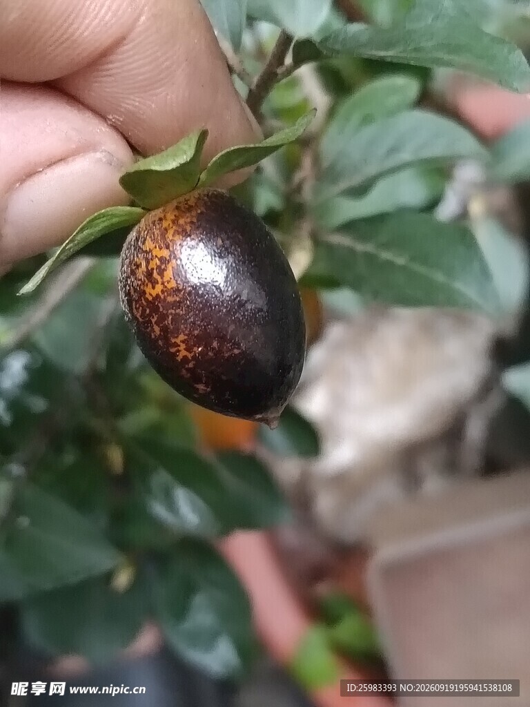 老鸦柿