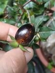 老鸦柿