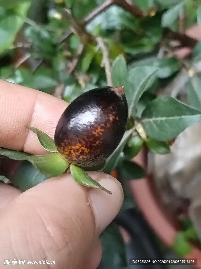 老鸦柿