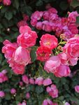 月季花
