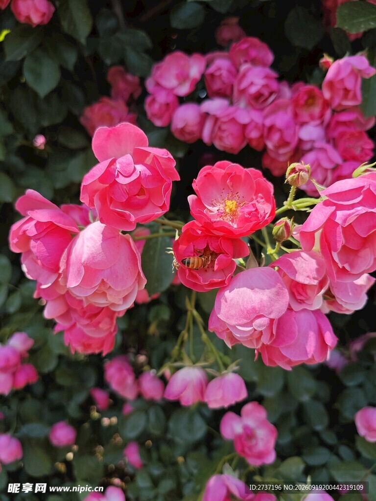 月季花