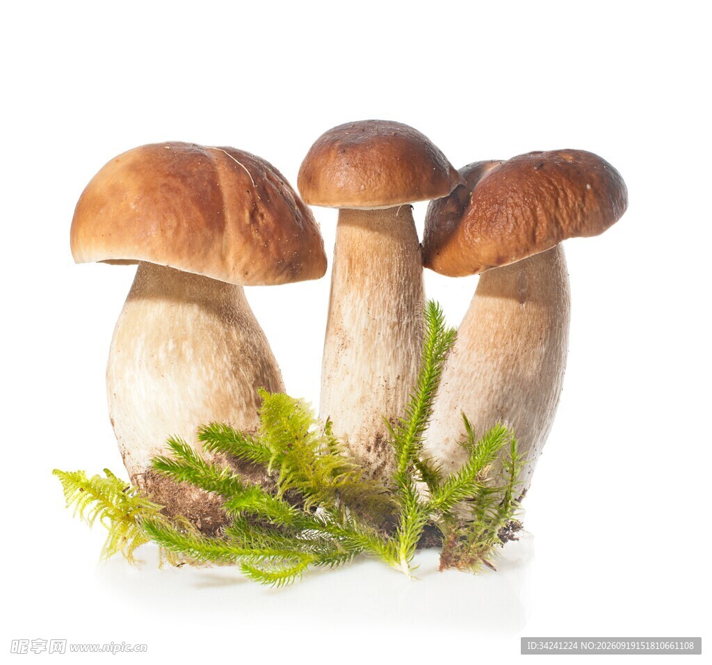 三株蘑菇伴生翠绿苔藓