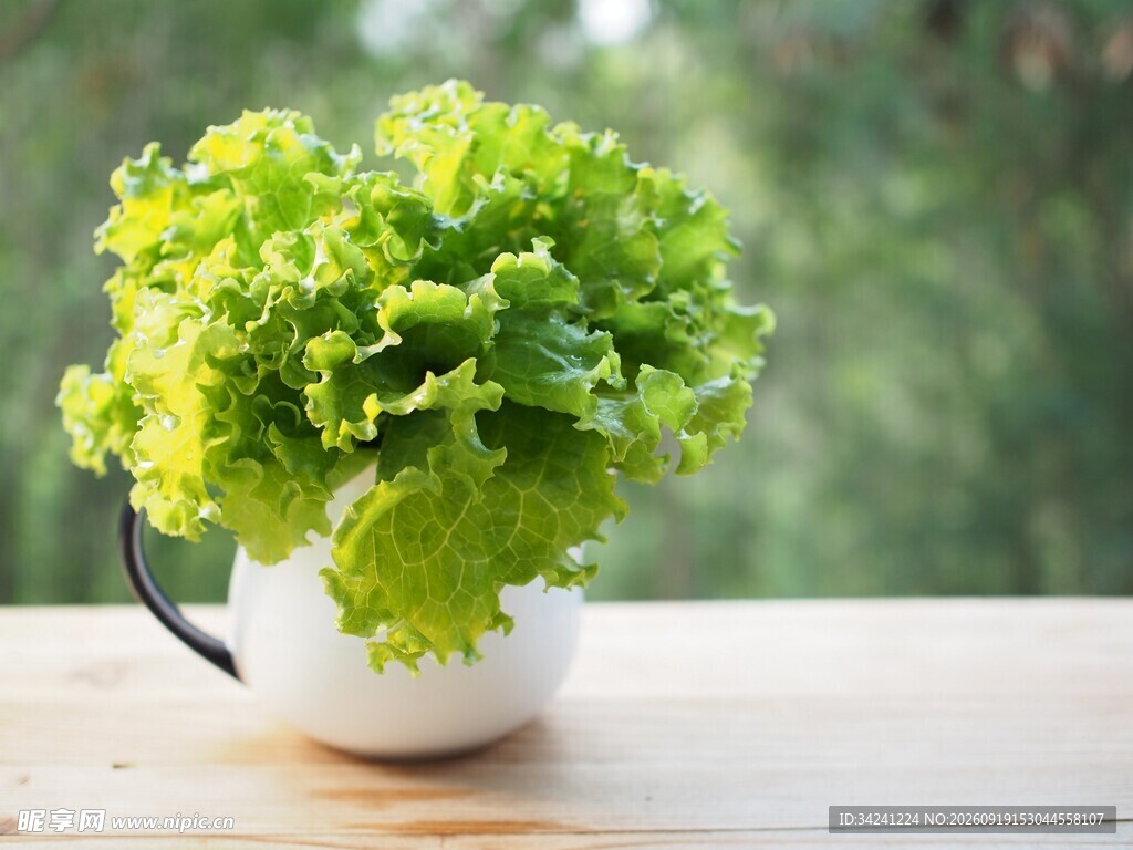 杯中生菜绿意盎然