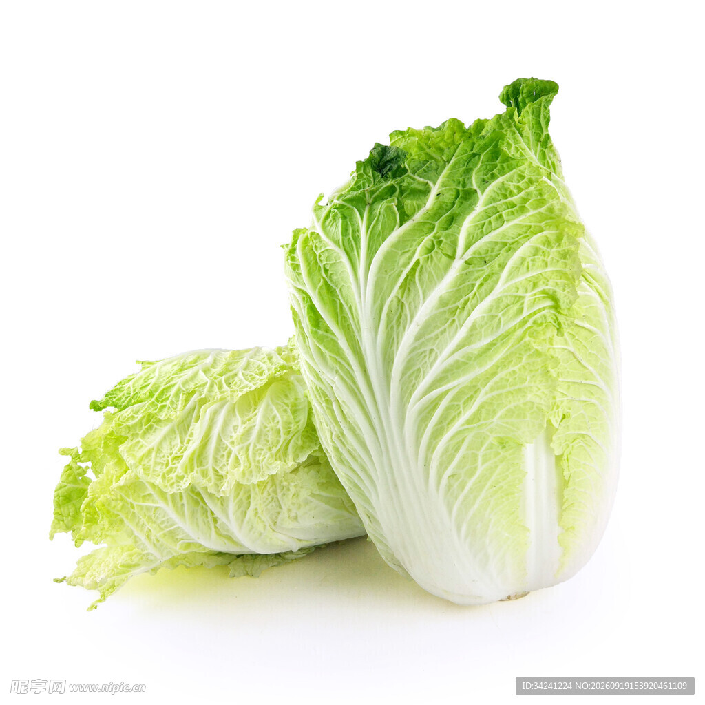 新鲜大白菜