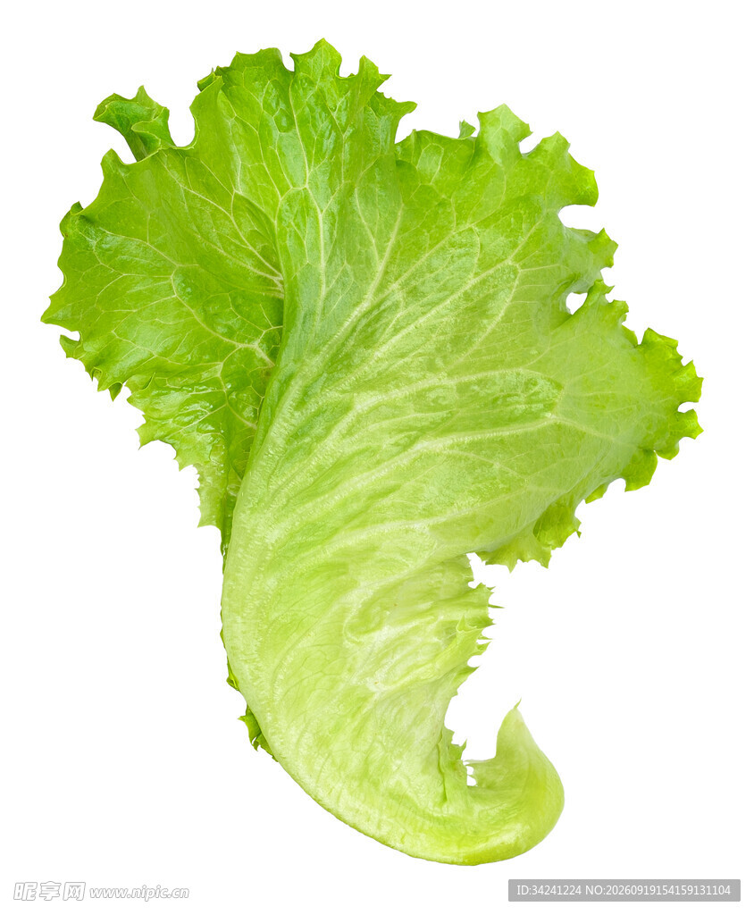 新鲜生菜叶