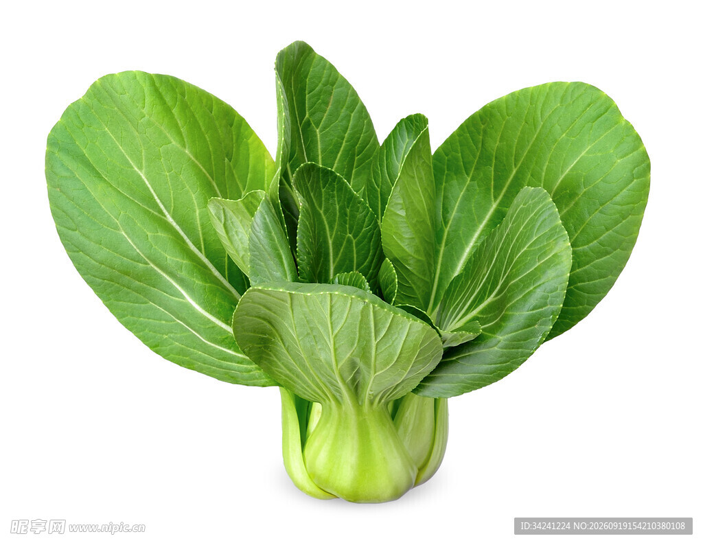 新鲜小白菜