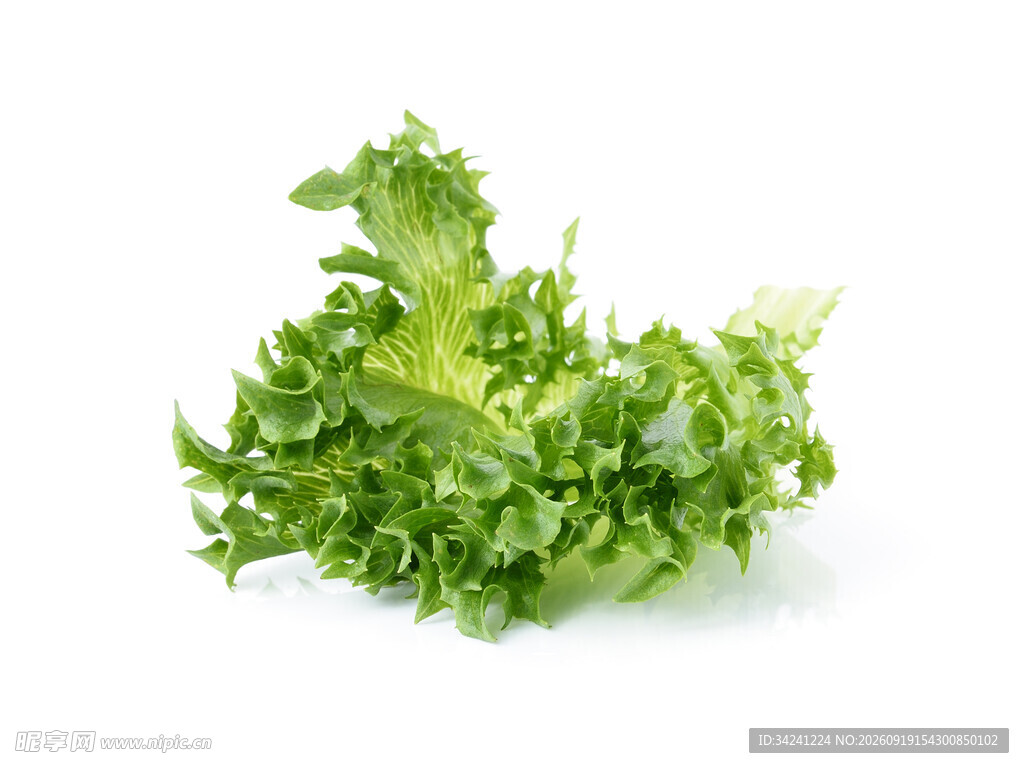 新鲜生菜叶