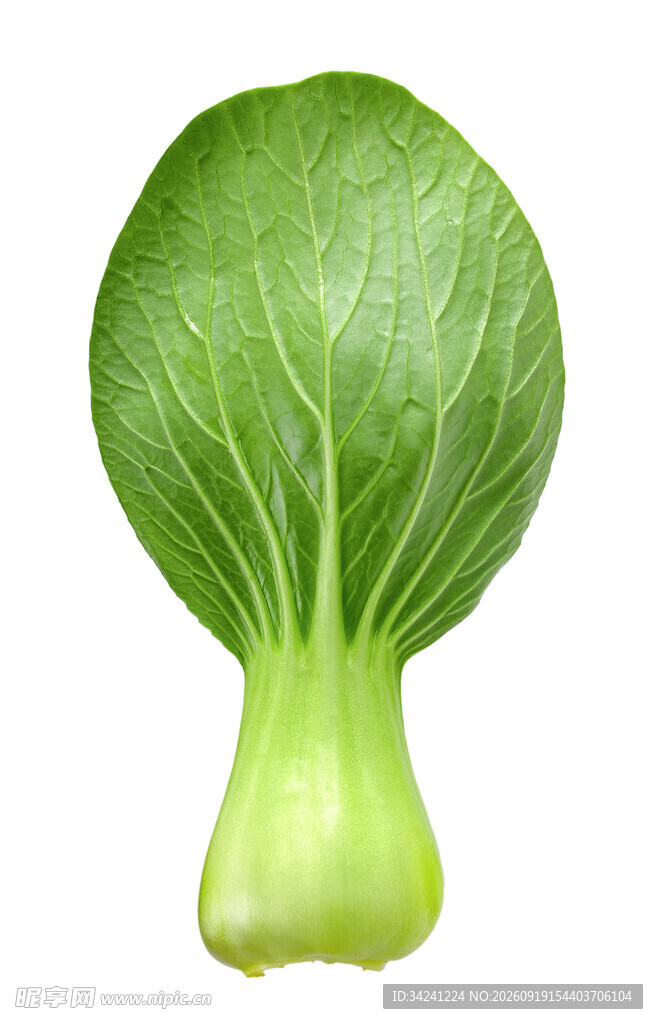 新鲜小白菜