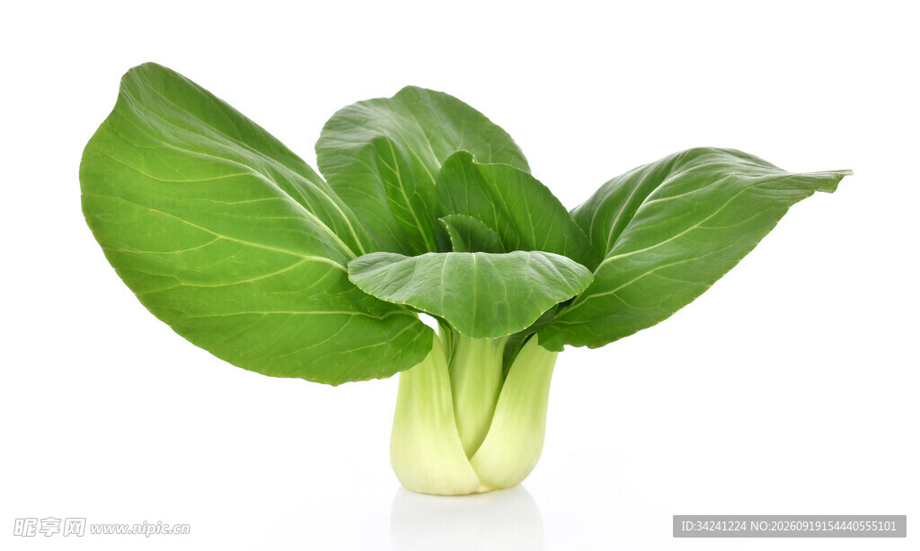 翠绿玉簪叶植物特写