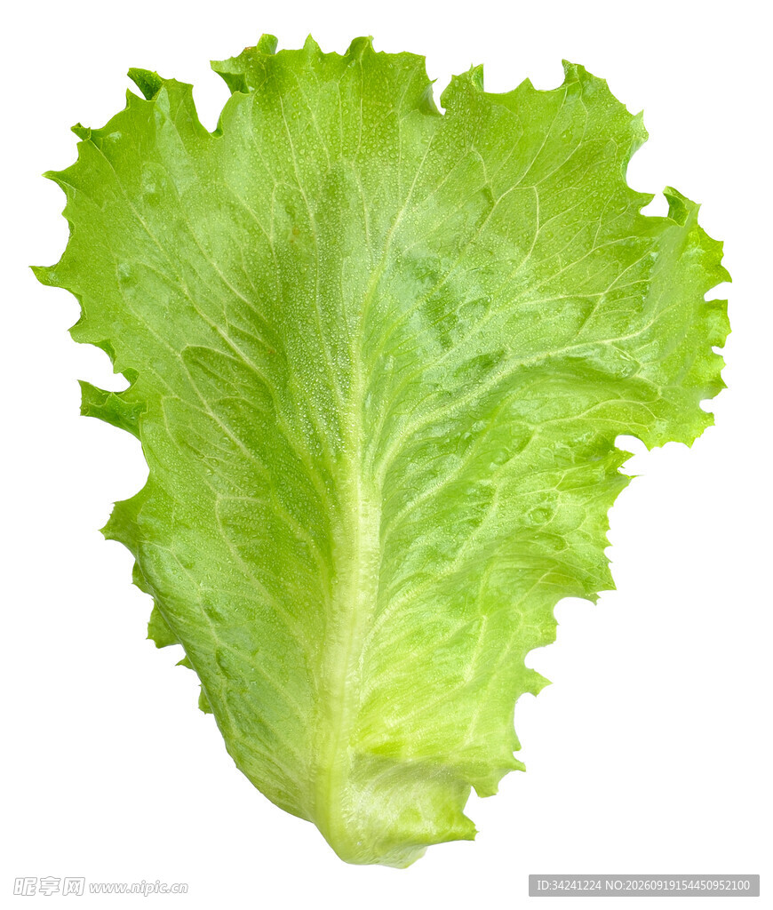 新鲜生菜叶片