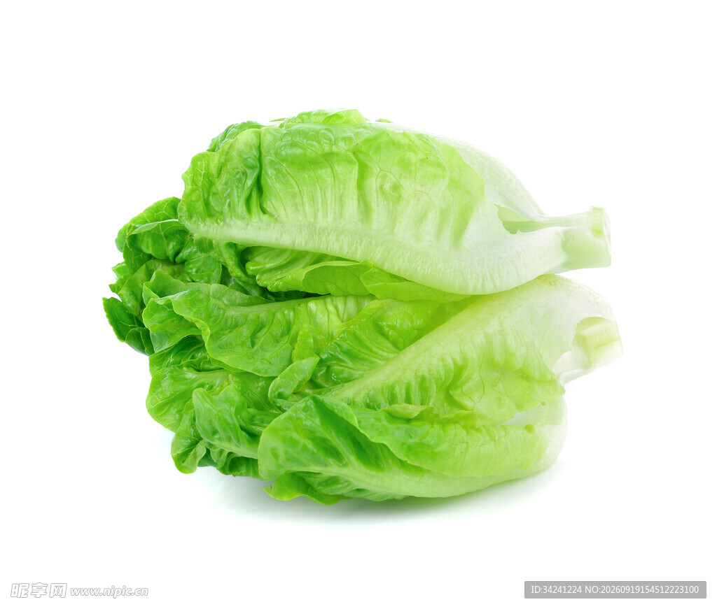 新鲜生菜