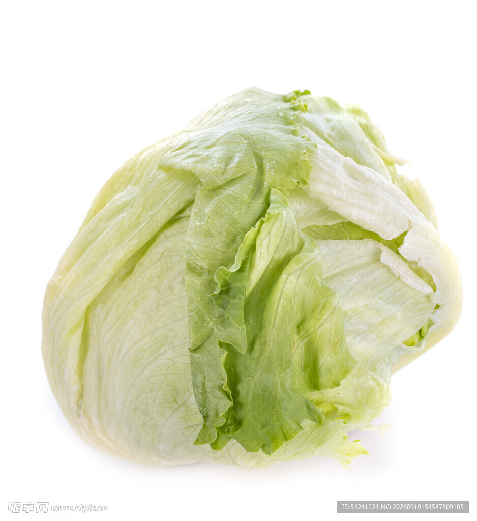 新鲜圆生菜