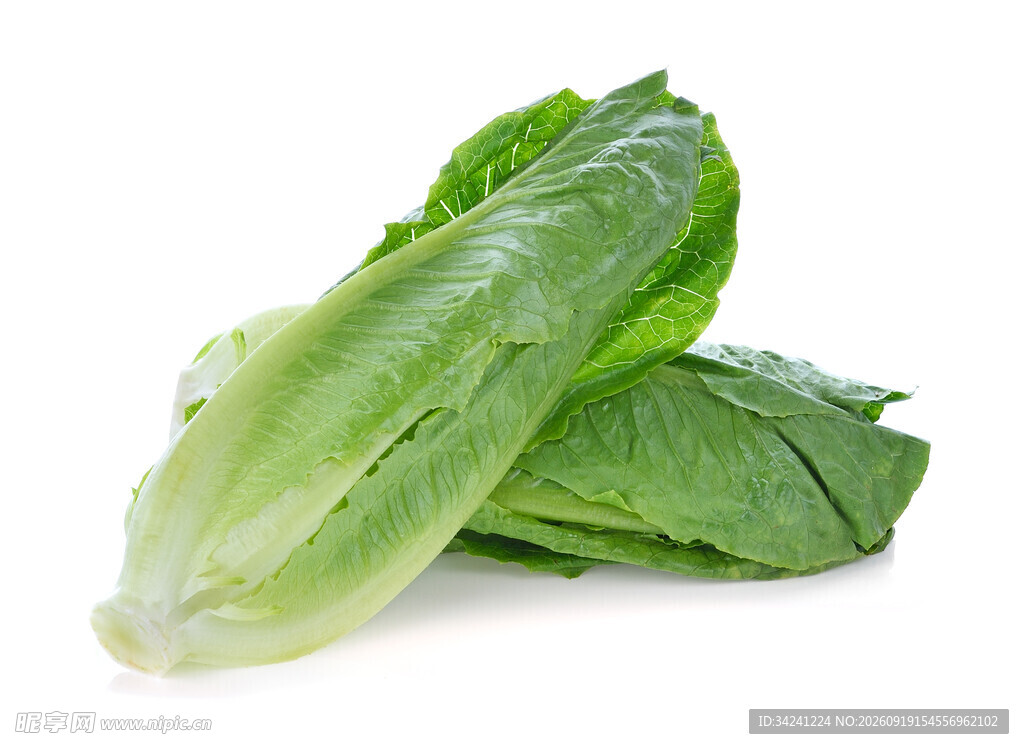 新鲜生菜