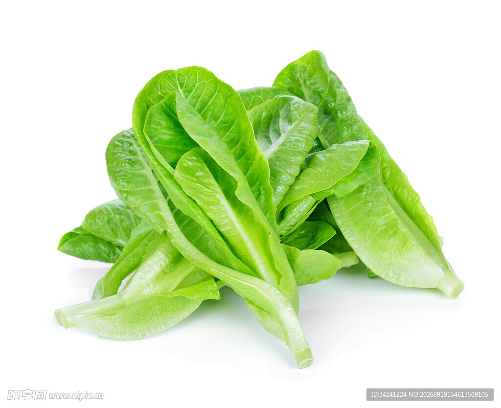 新鲜生菜叶