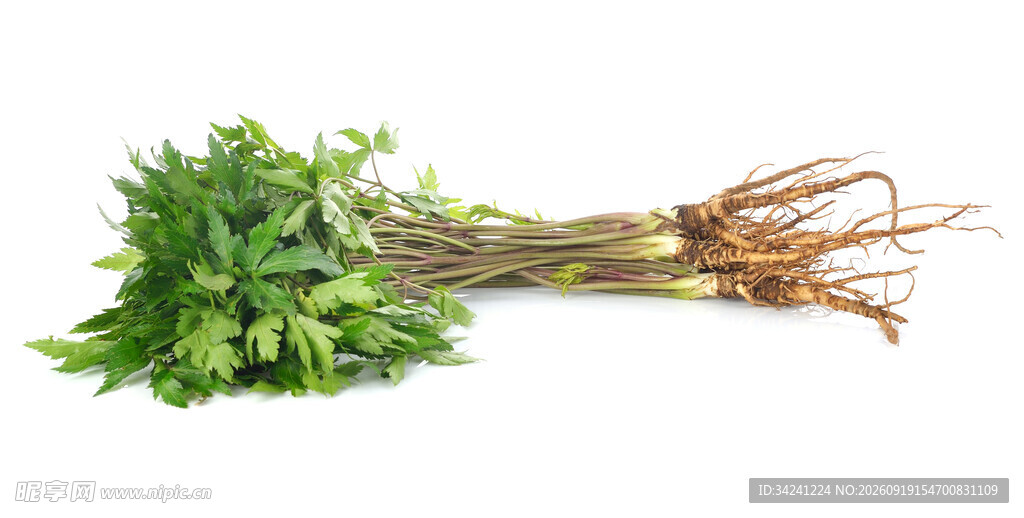 新鲜带根香菜