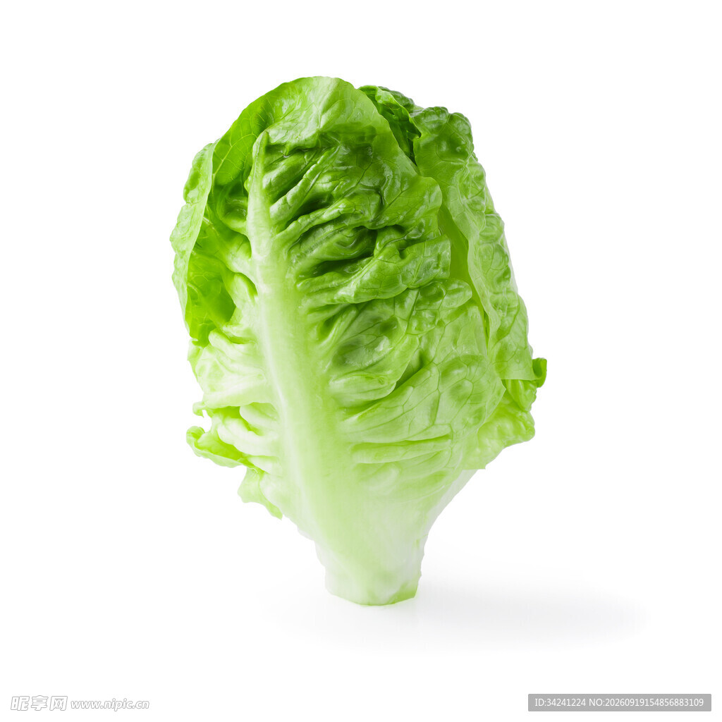 新鲜生菜