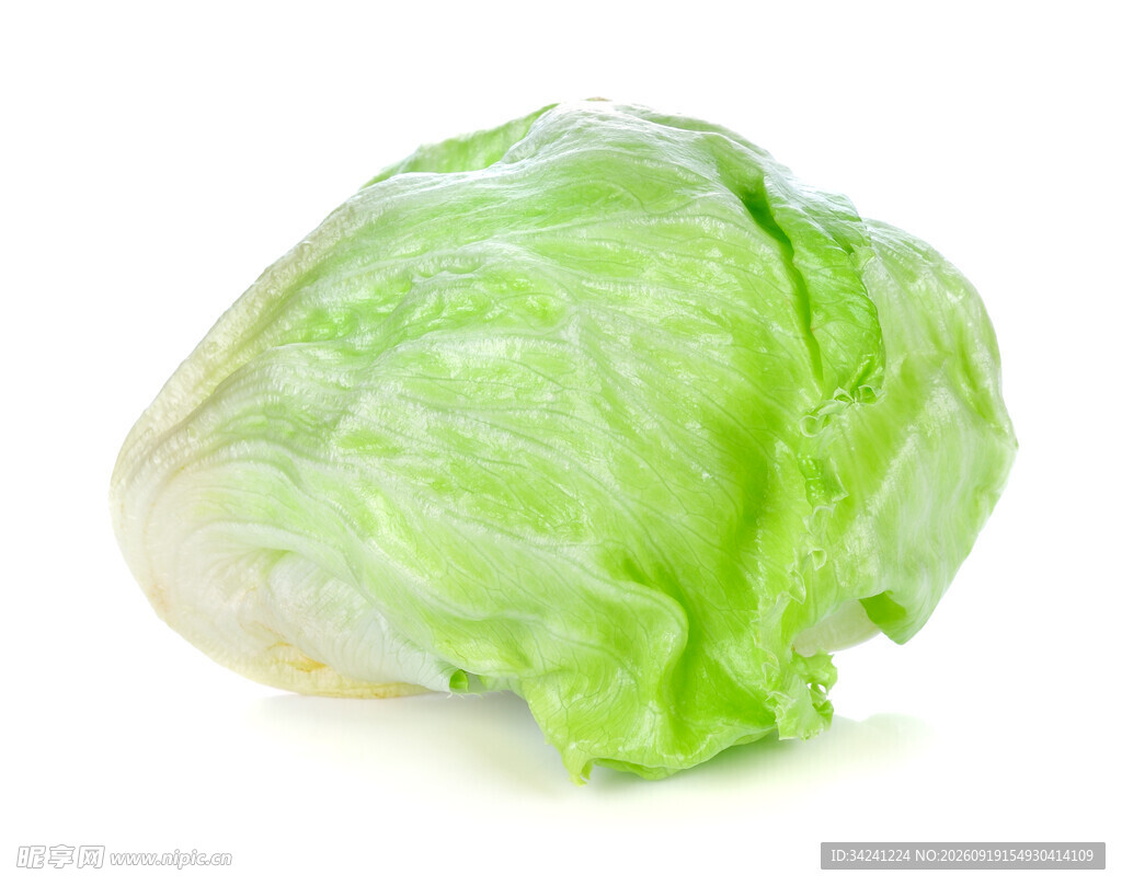 新鲜圆生菜