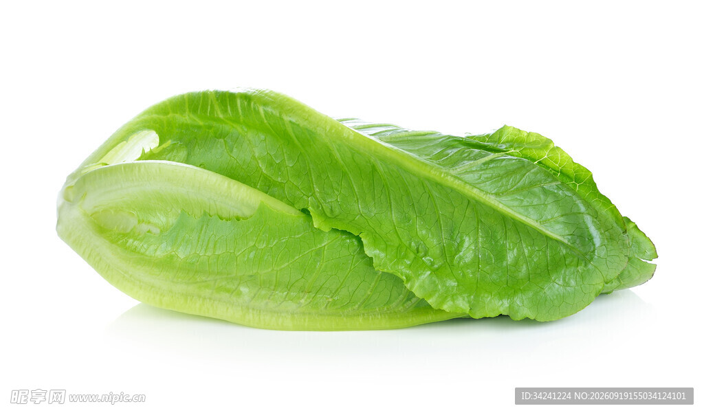 新鲜生菜