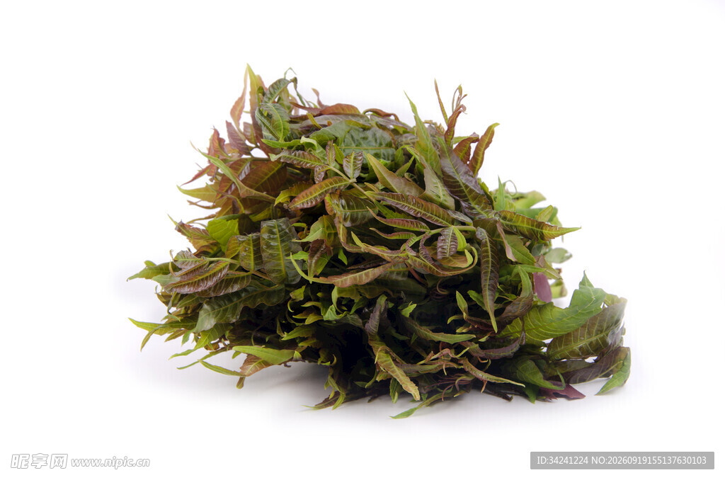 绿色苔藓特写