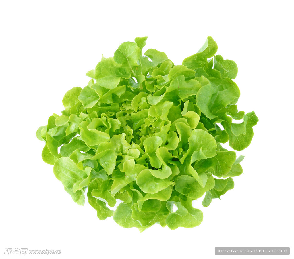 新鲜生菜球