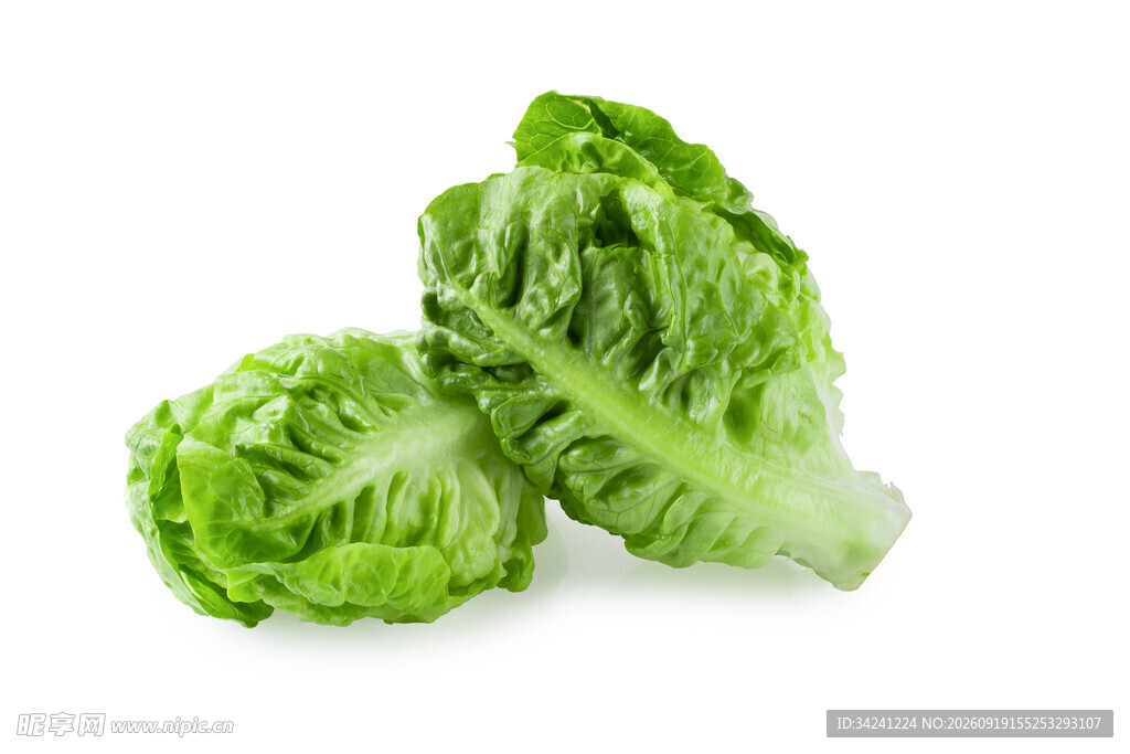 新鲜生菜翠绿欲滴