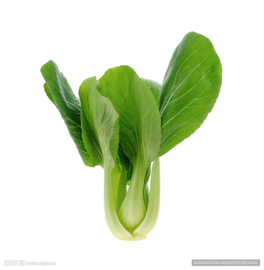 新鲜小白菜