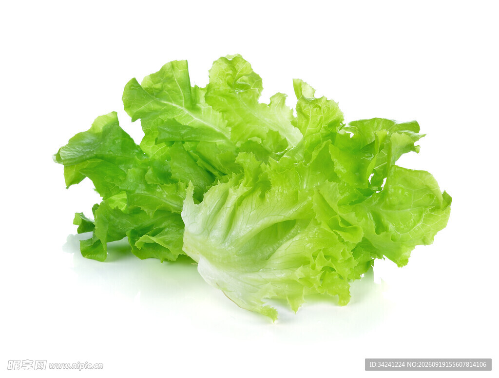 新鲜生菜