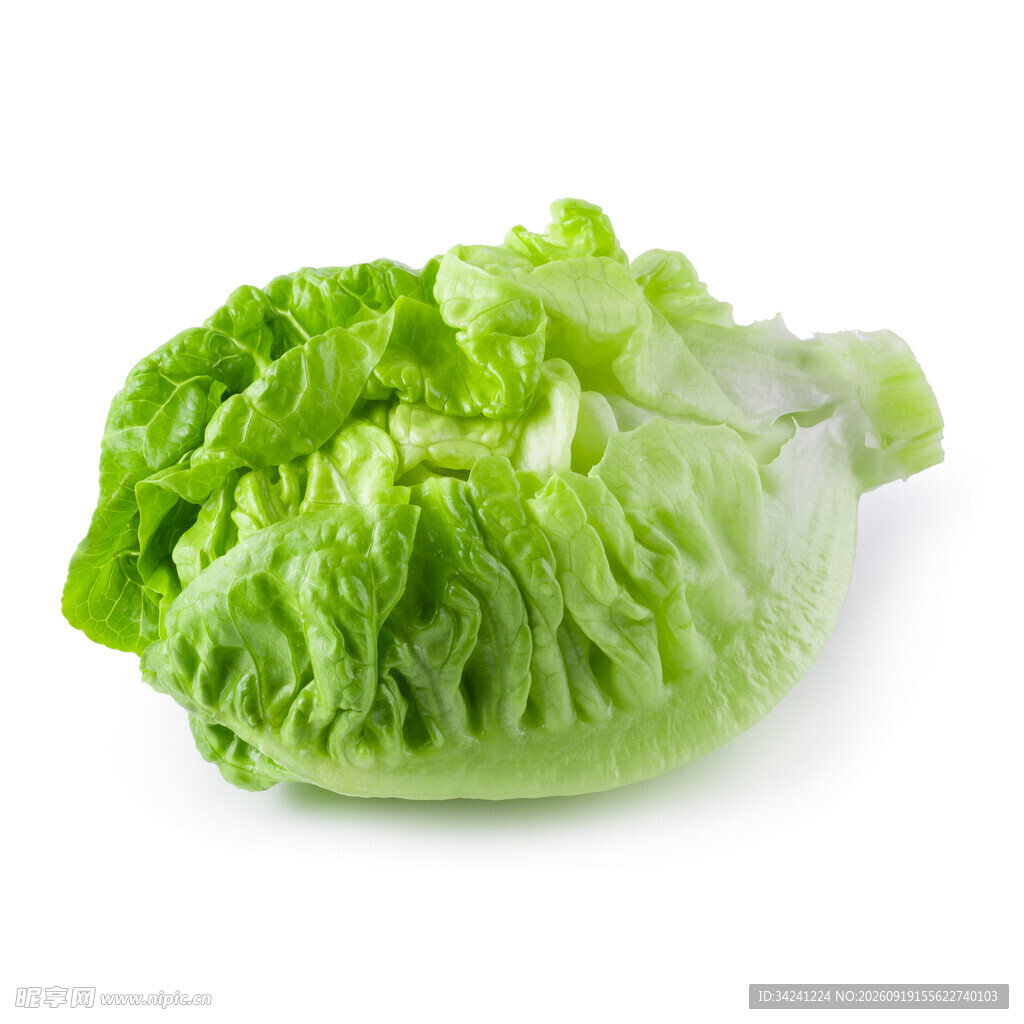 新鲜生菜