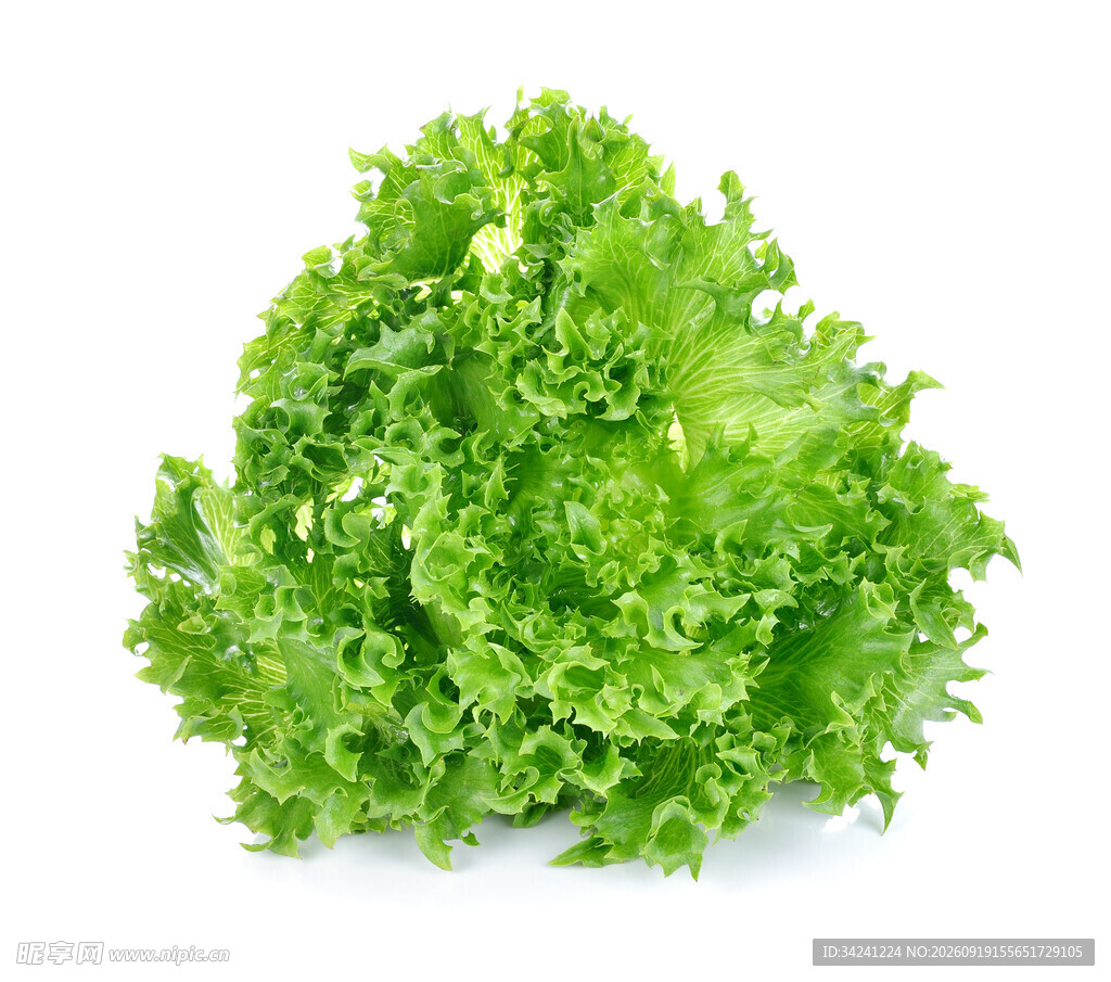 新鲜生菜