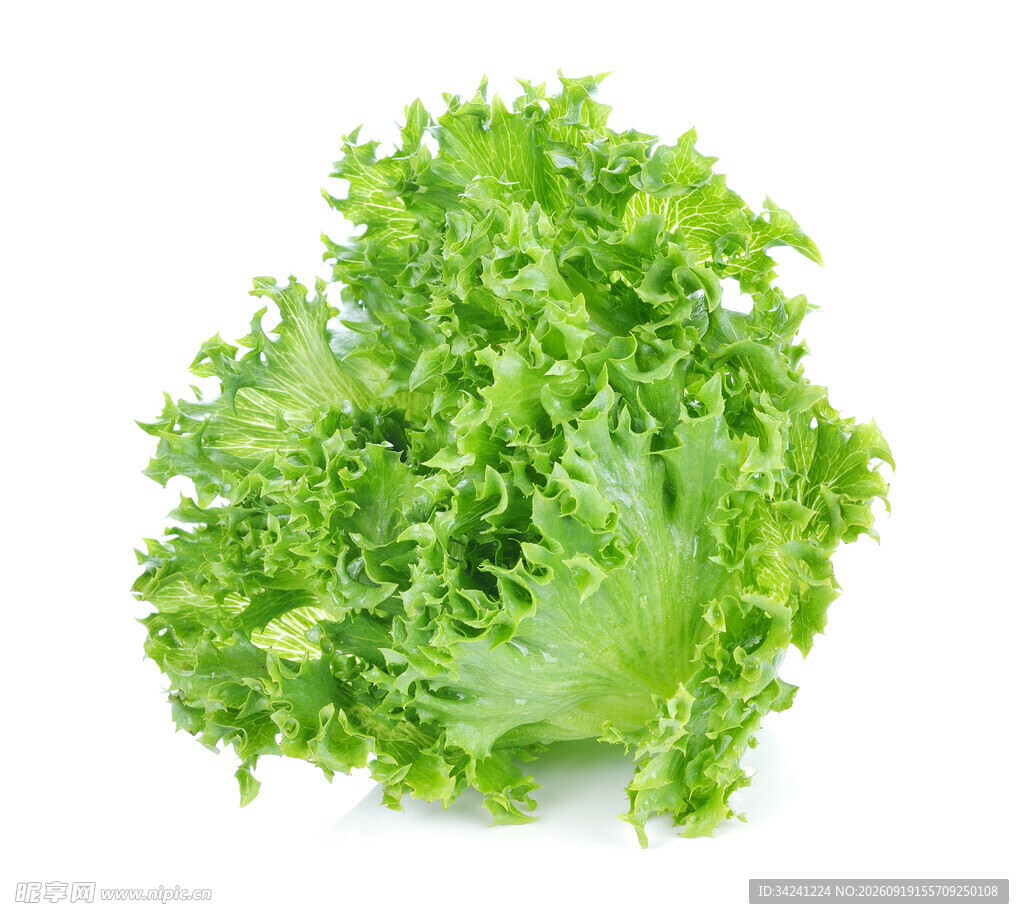 新鲜生菜