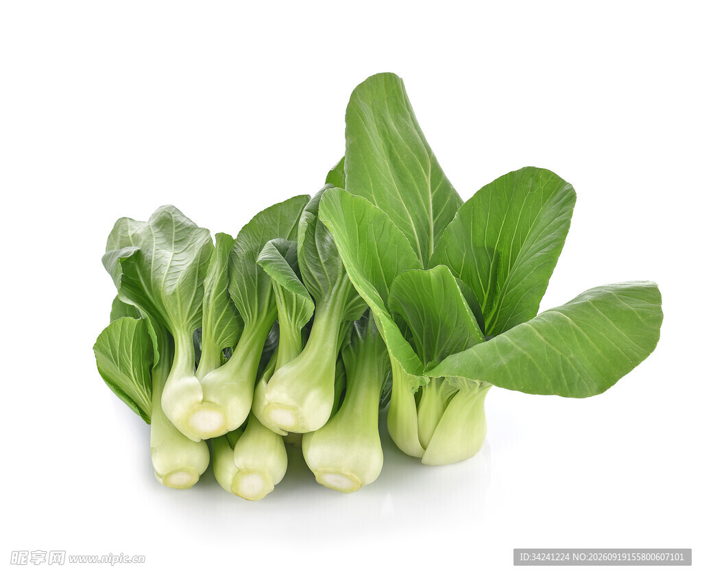 新鲜小白菜翠绿惹人爱