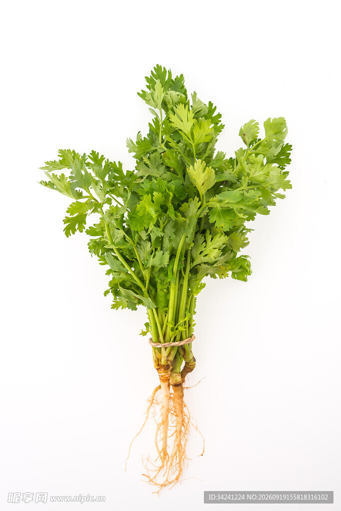 新鲜带根欧芹