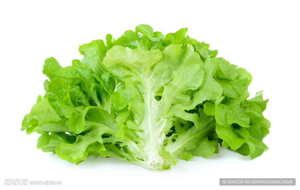新鲜生菜